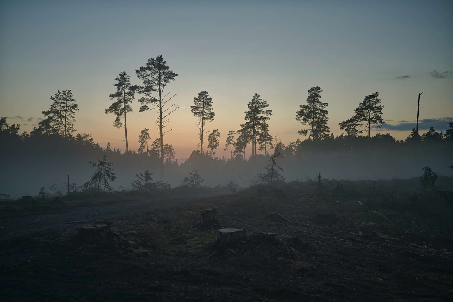 forest of cut down trees
