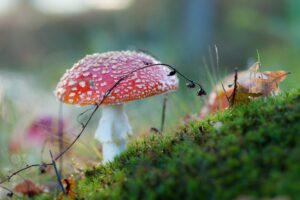 red and white mushroom