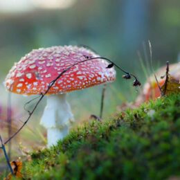red and white mushroom