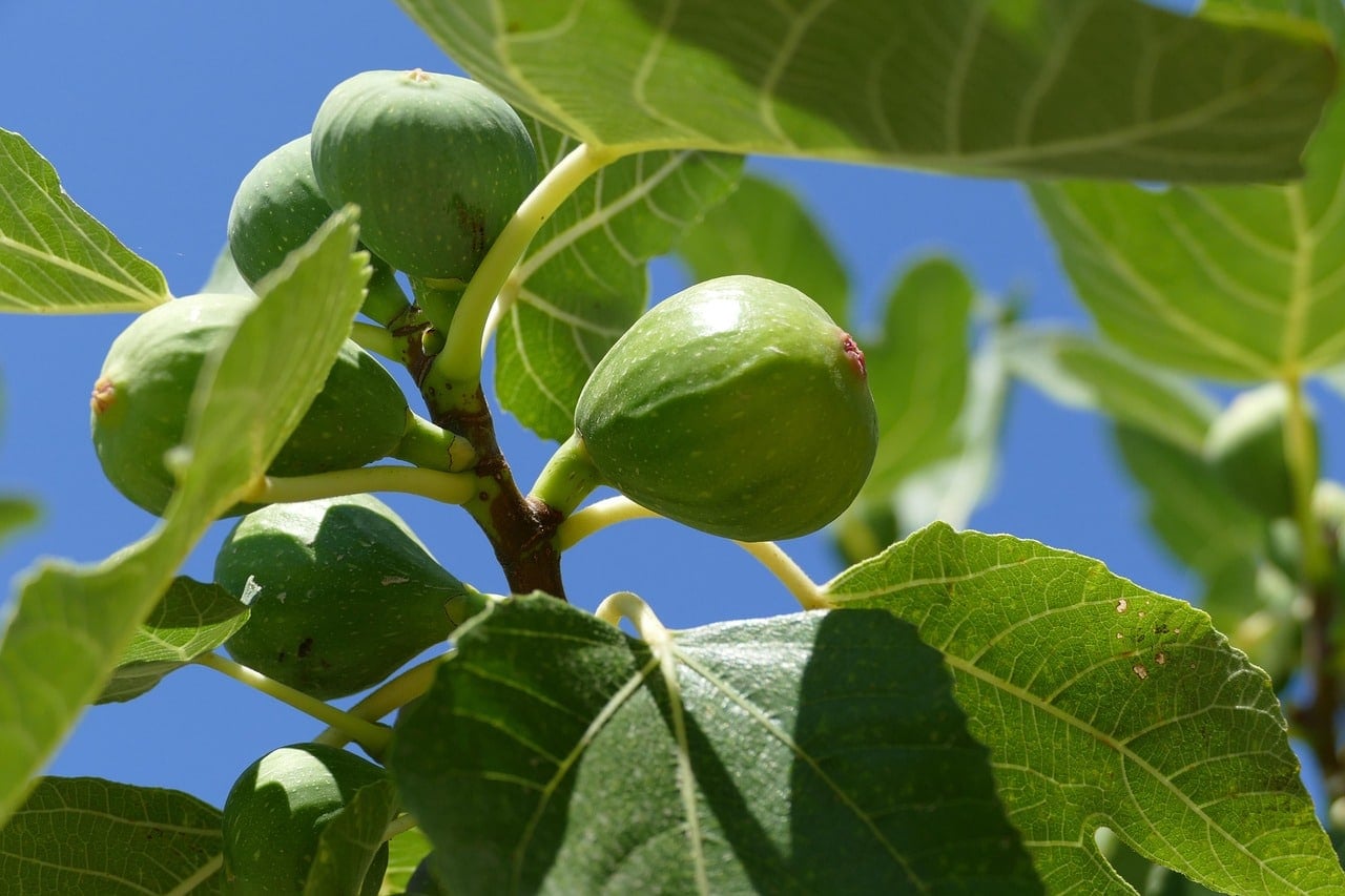 250321_article_tree_fig