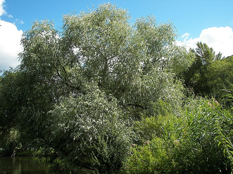 250321_article_tree_whitewillow