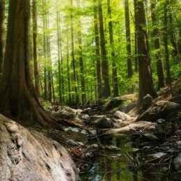 Rainforest floor.