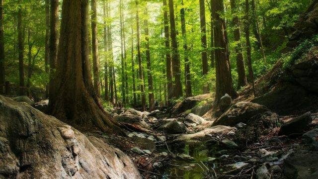 250622_rainforest-rhxfptqo7pn8b54nln1xzyemsd3bvtn9wcwr1hhs7k (1)