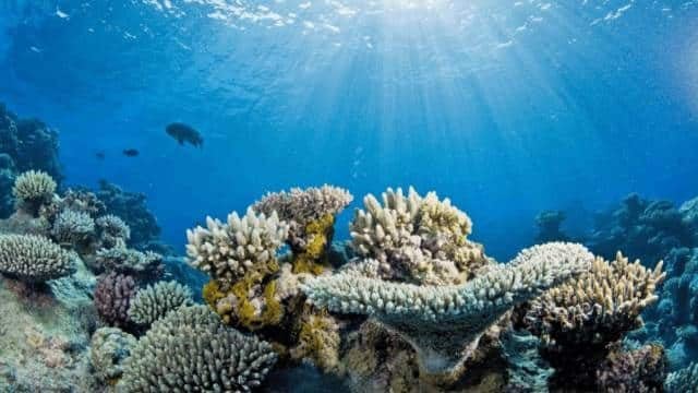 250721_article_coral-rhxfpm7yp1cxq9fktjsxg0ay1a4e68tf7bov79sxlc