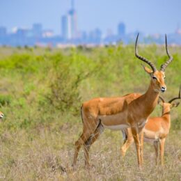 Antelope standing in front of a city skyline
