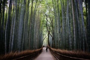 250918_article_bamboo