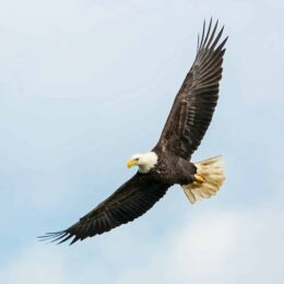 Bald eagle