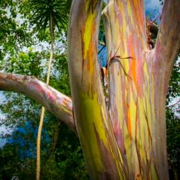Rainbow eucalyptus