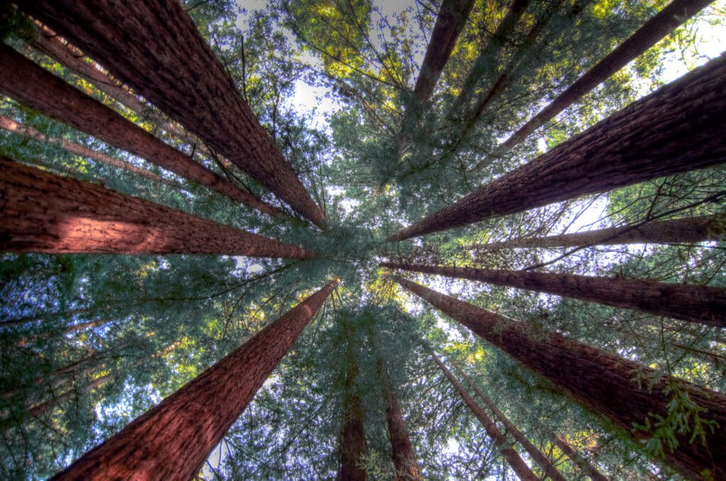 Redwood trees