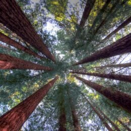 Redwood trees