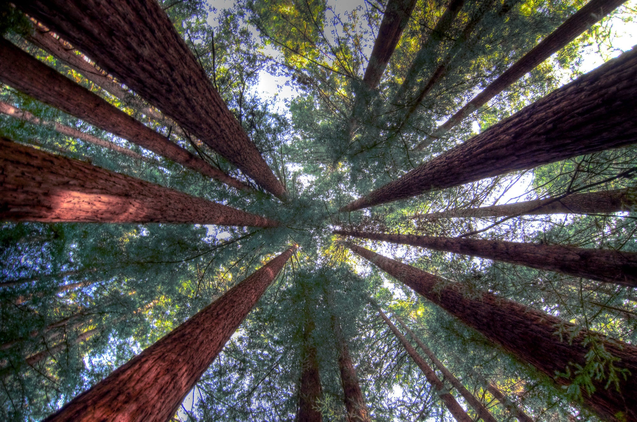 Redwood trees