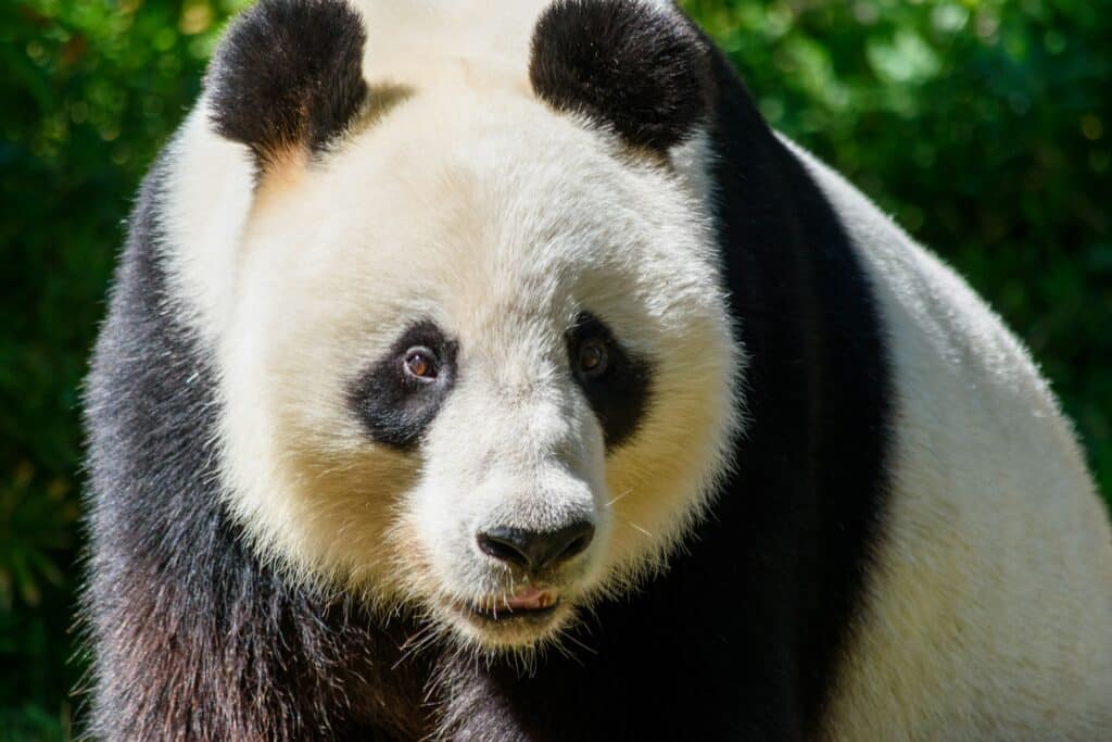 Giant panda
