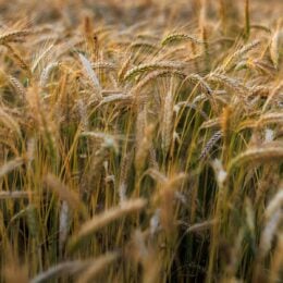 Field of rye