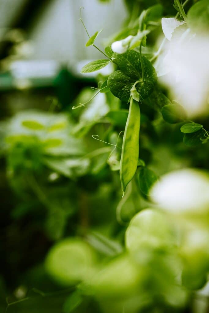 Pea pod