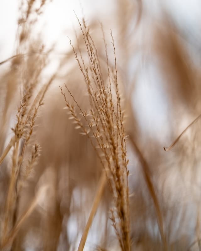 Rye plant