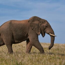 Elephant