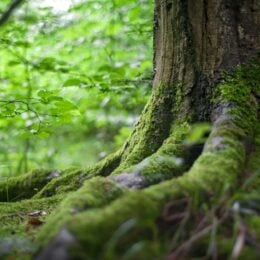 Moss on a tree trunk