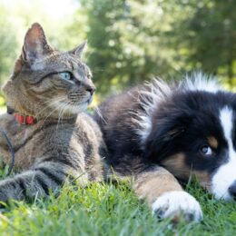 Cat and dog in sunlight