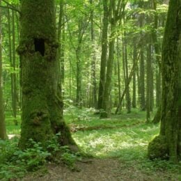 Old-growth forest