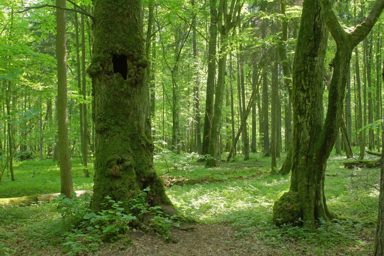 Old-growth forest