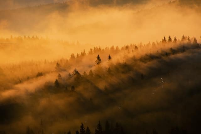 Forest