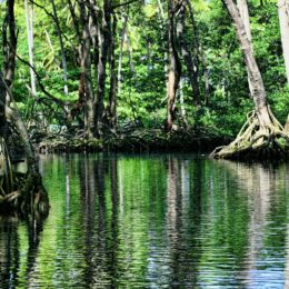 Green trees on body of water