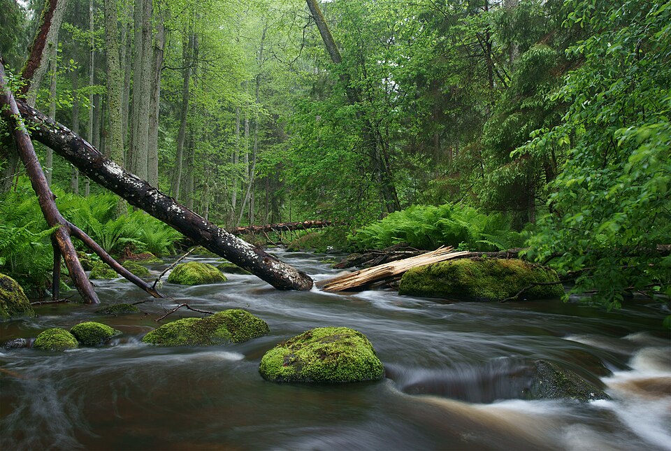 Altja river in Lahemaa National Park, Estonia