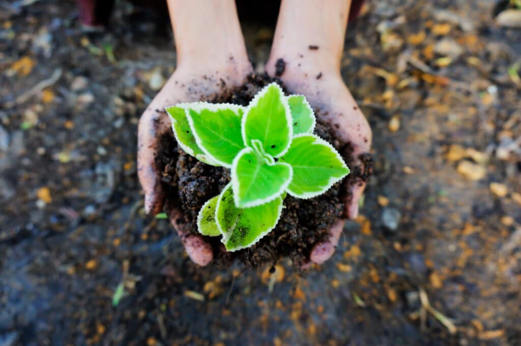 Hands holding a plant