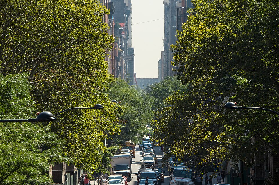 Urban forest in New York City