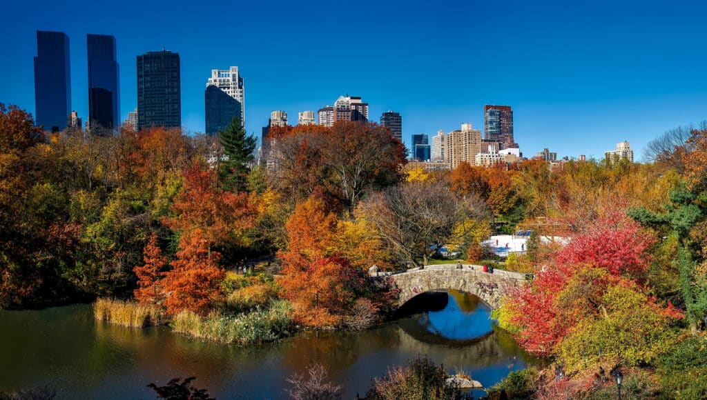 Trees in a city