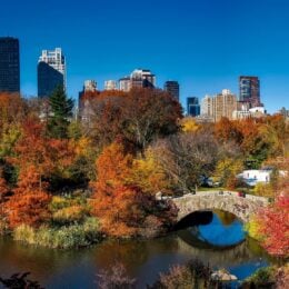 Trees in a city