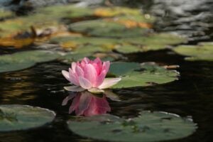 Lotus flower