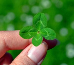 Four leaf clover