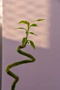 Lucky bamboo