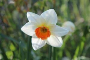 Narcissus Flower