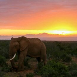 Elephant at sunset