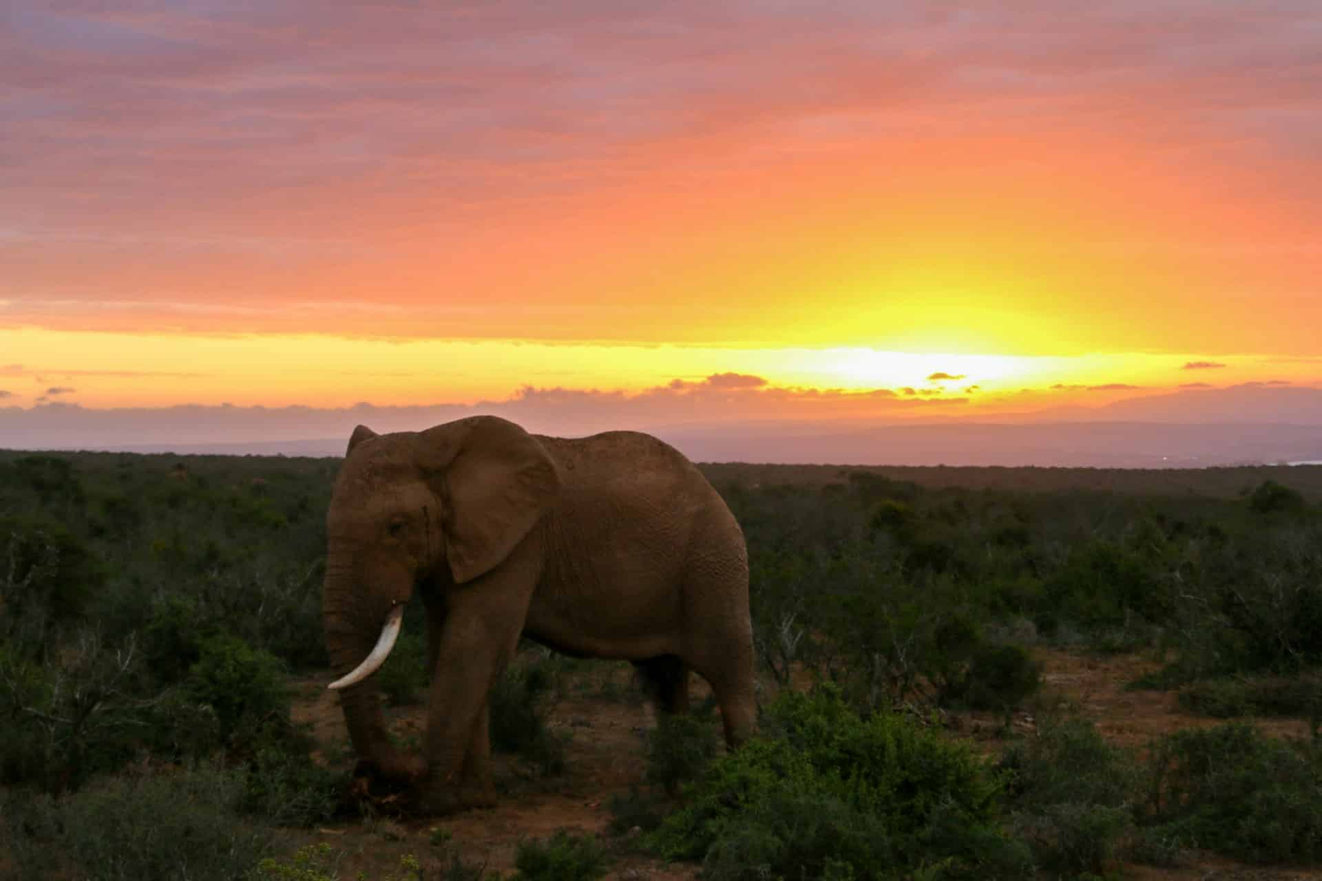 Elephant at sunset