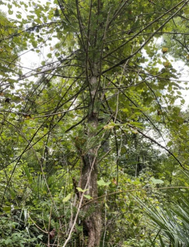 Florida Torreya