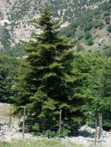 Sicilian Fir