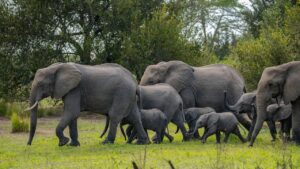 Herd of elephants