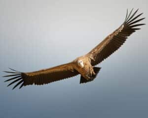 Griffon vulture
