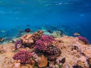 Coral reef