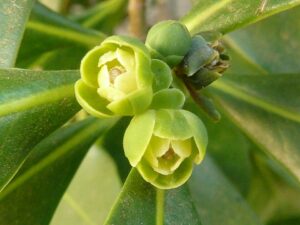 Pepper-bark tree blossom