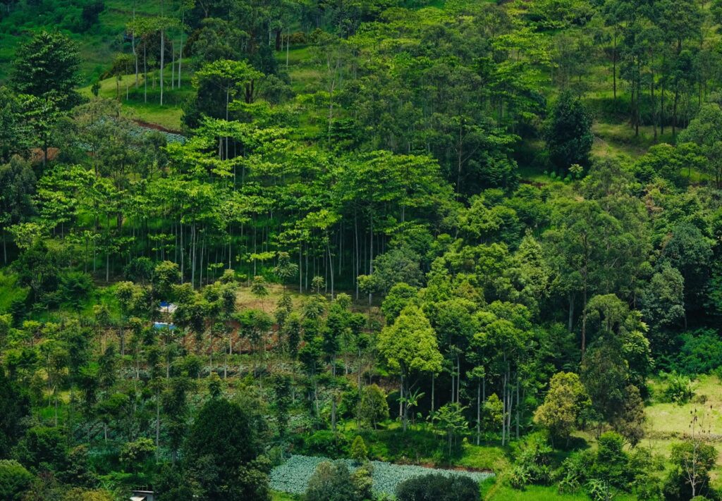 Forest