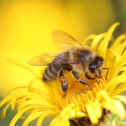 Honey bee
