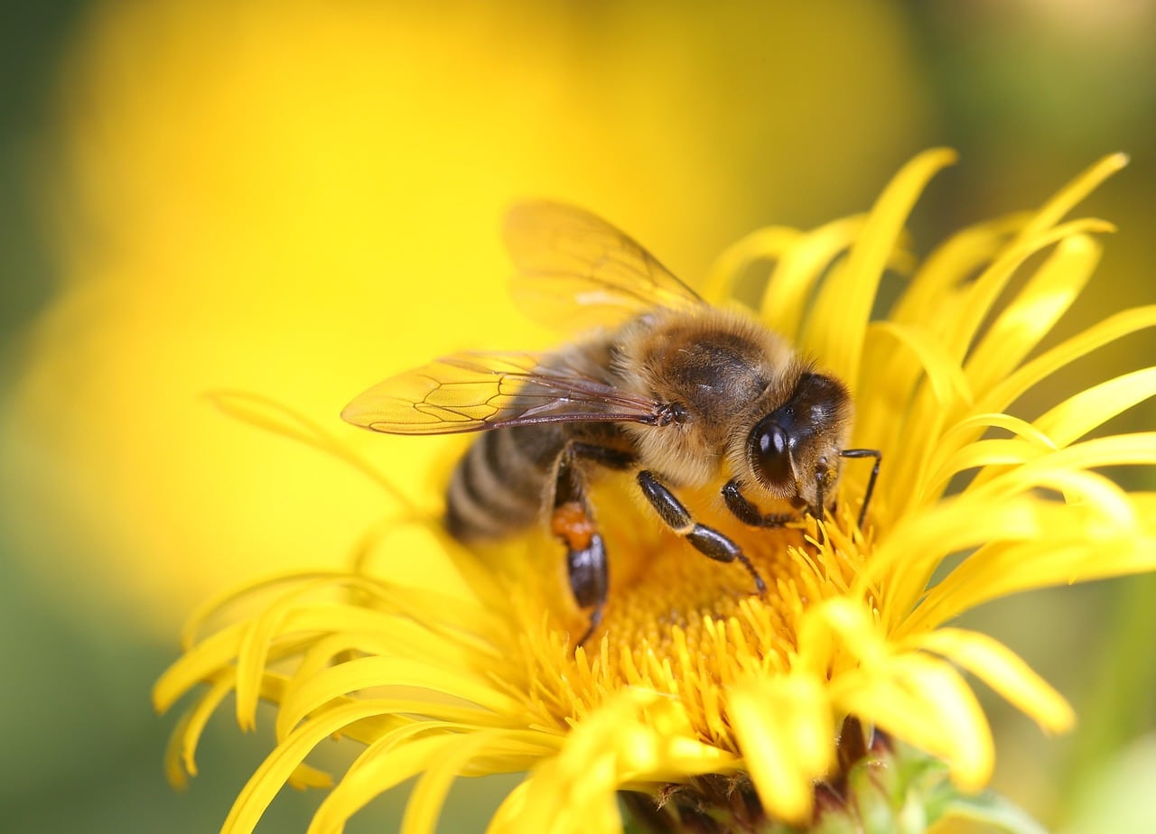 Honey bee