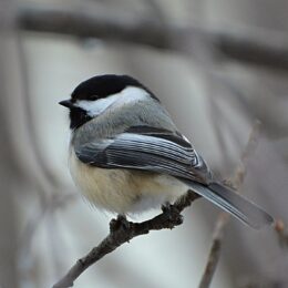 A black-capped Chickadee