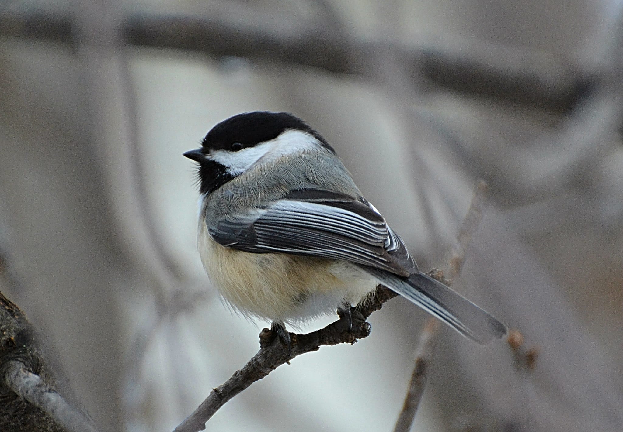 A black-capped Chickadee