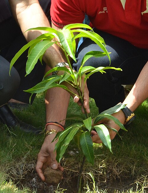 Hands holding a plant
