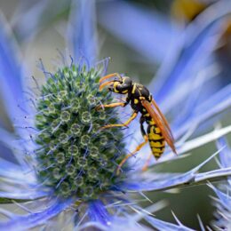 Wasp pollinating a flower